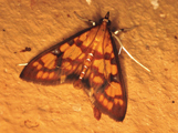 Stenochora lancinalis